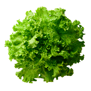 Insalata